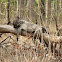 Gray Langur