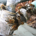 Honey Bees