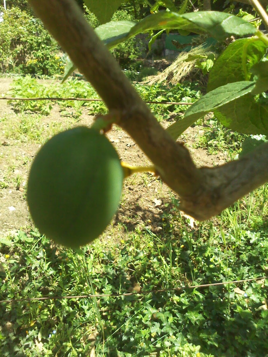European Plum