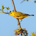 Yellow Warbler (male)