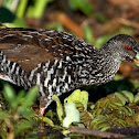 Spotted Rail
