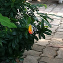 butterfly