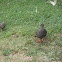 Hildebrandt's Francolin