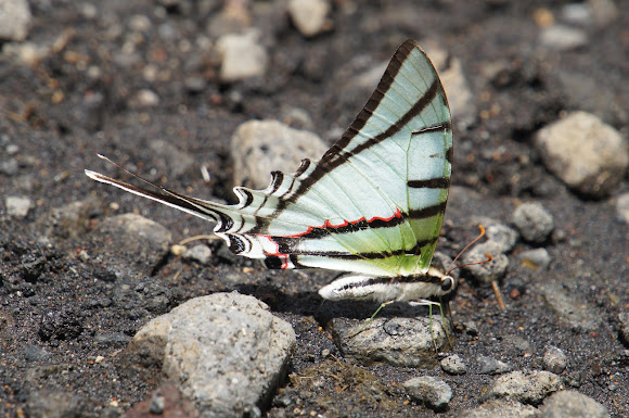 Spotting Image 1