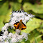 Indian Dartlet