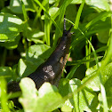 roundback slug