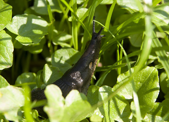 Spotting Image 1