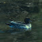 Australian Wood Duck