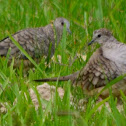 Inca Dove
