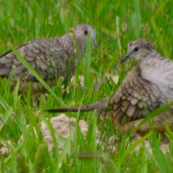 Spotting Image 1