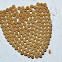 Moth Egg