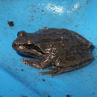 Pacific Tree Frog