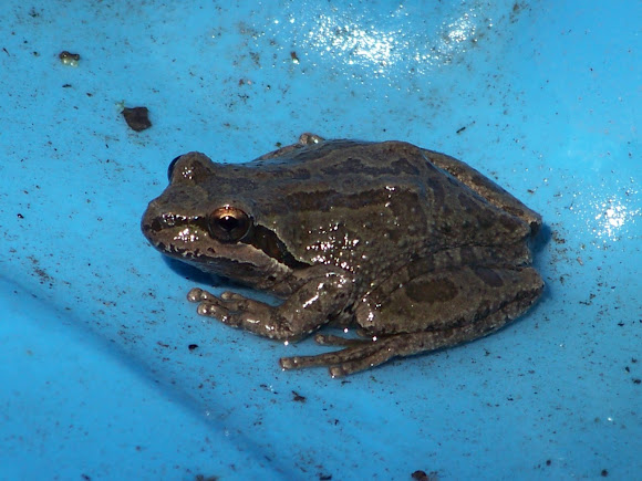 Spotting Image 1