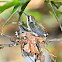 Fork-tailed Emerald Hummingbird Babies