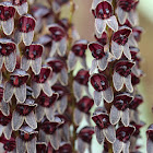 Crocodeilanthes orchid