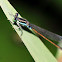March Bluetail