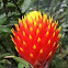 Guzmania (Bromeliad)
