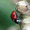 Seven-spotted ladybug