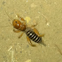 jerusalem cricket