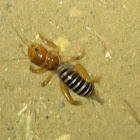 jerusalem cricket