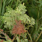 Wild (American) Licorice