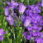 Campanula