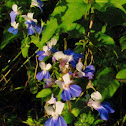 Blue Eyed Mary