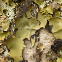 Smooth Rock Tripe