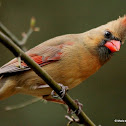 Cardinal