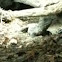 Tuatara