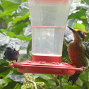 black-cheeked woodpecker