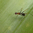 Orange Stilt-legged Fly