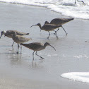 Whimbrel