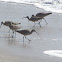 Whimbrel
