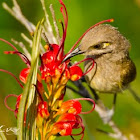 Brown Honeyeater
