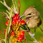 Brown Honeyeater
