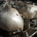 Pluteus