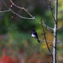 Black Phoebe