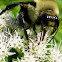 Common Eastern Bumble Bee