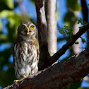 Ferruginous Pygmy-Owl