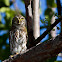 Ferruginous Pygmy-Owl
