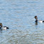 Lesser Scaup
