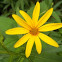 Woodland Sunflower