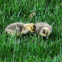 Canada Goose (Goslings)