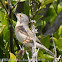 Subalpine Warbler; Curruca carrasqueña