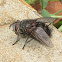 Tachinid Fly
