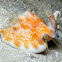 Vomer Conch