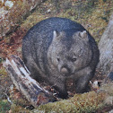 Tasmanian Bare-nosed Wombat