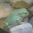 Argentine Waxy Tree Frog