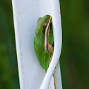 Green Tree Frog